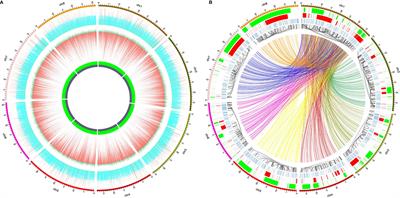 Genetic Diversity, Pedigree Relationships, and A Haplotype-Based DNA Fingerprinting System of Red Bayberry Cultivars